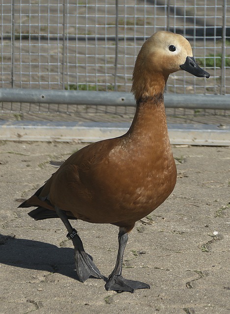 京多安的经