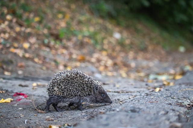 中國女足 中國女足