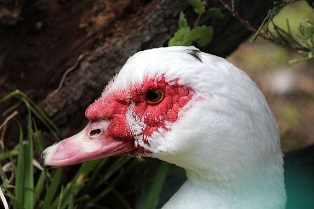 次将完整青 次将完整青
